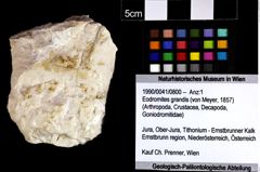 Foto (Objket + Etiketten) von Eodromites grandis (von Meyer, 1857) 